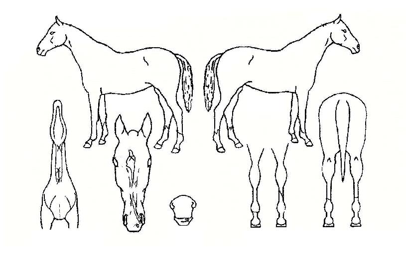 ·Î¿°¶·¯ÆÛÀÇ Ãø¸é,¿ì¸é,µÞ¸é,µÎ»ó,´Ù¸®ÀÇ Æ¯Â¡µµÇØ