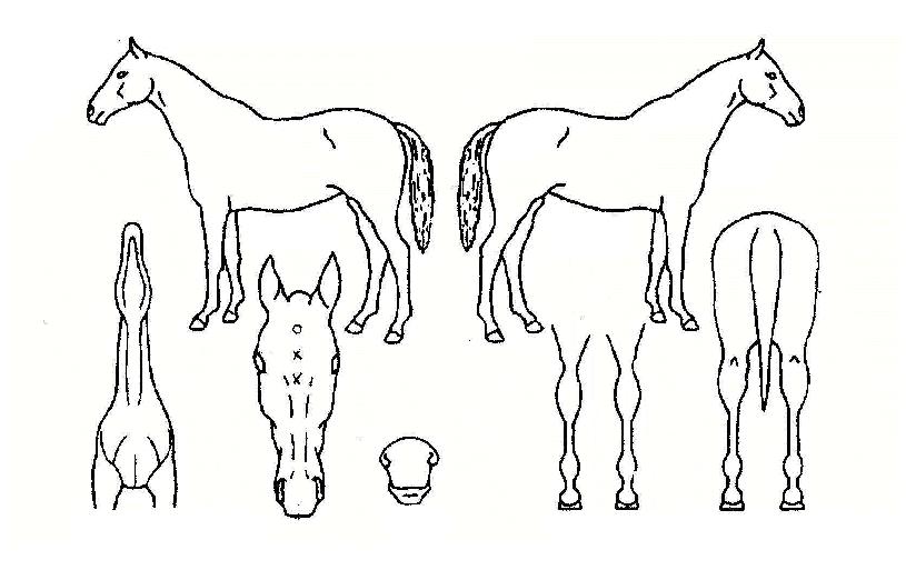 °æ±¹´ëÀçÀÚ¸¶ÀÇ Ãø¸é,¿ì¸é,µÞ¸é,µÎ»ó,´Ù¸®ÀÇ Æ¯Â¡µµÇØ