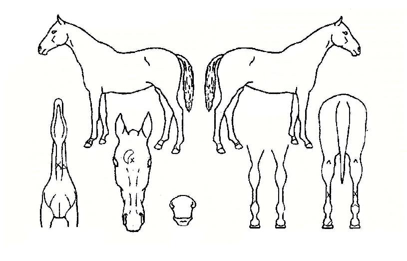 ÆÅ½º·º½ºÀÇ Ãø¸é,¿ì¸é,µÞ¸é,µÎ»ó,´Ù¸®ÀÇ Æ¯Â¡µµÇØ