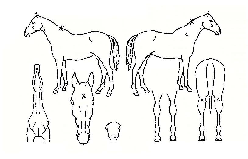 ����Ȧ�ڸ��� ����,���,�޸�,�λ�,�ٸ��� Ư¡����