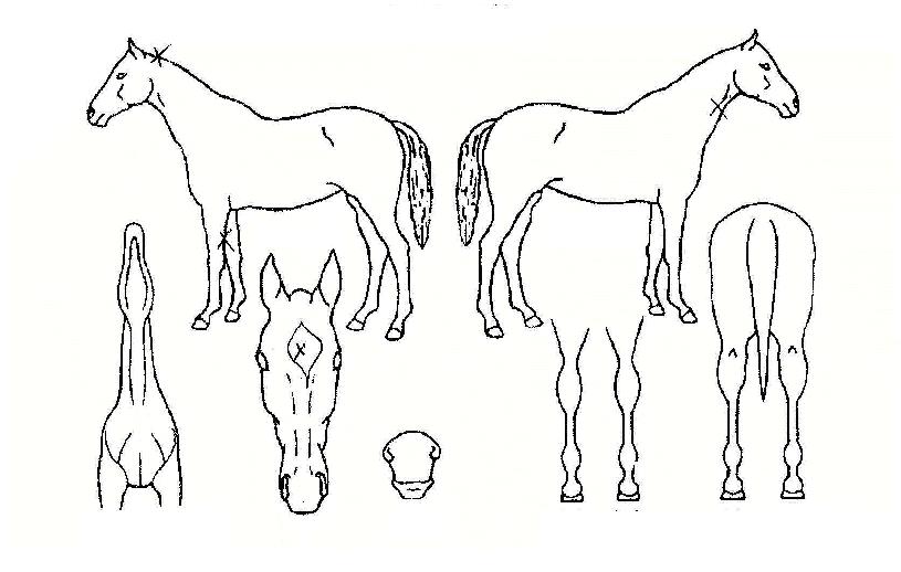 ����Ǻ��� ����,���,�޸�,�λ�,�ٸ��� Ư¡����