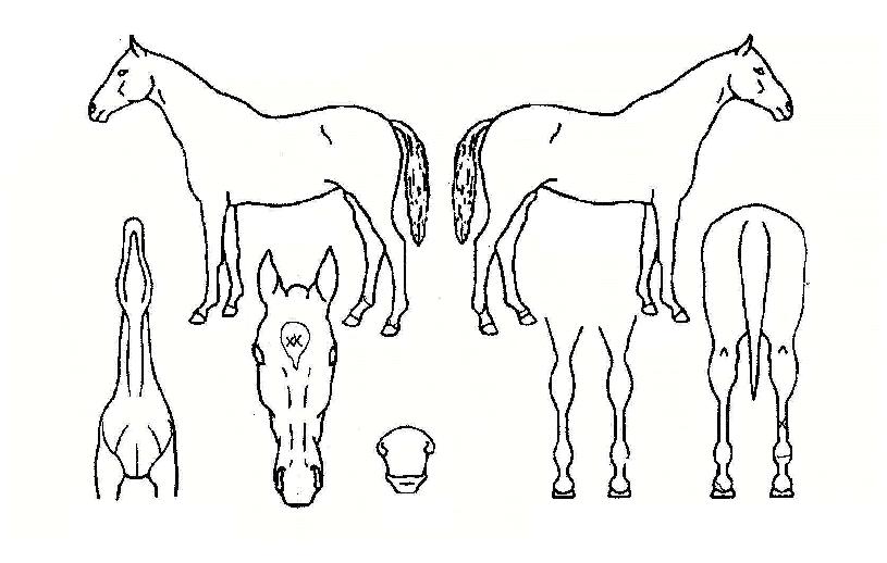 ����ô��� ����,���,�޸�,�λ�,�ٸ��� Ư¡����