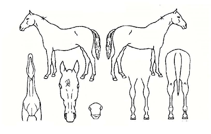 ¸Þ´ÏÇʵåÀÇ Ãø¸é,¿ì¸é,µÞ¸é,µÎ»ó,´Ù¸®ÀÇ Æ¯Â¡µµÇØ