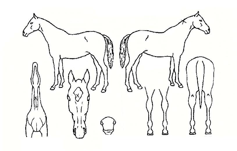 �Ű��뱳�� ����,���,�޸�,�λ�,�ٸ��� Ư¡����