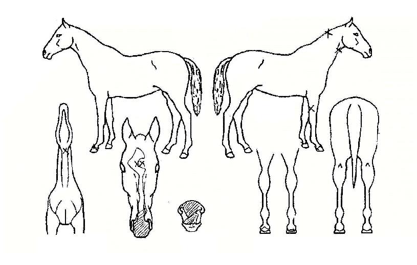 ����Ư���� ����,���,�޸�,�λ�,�ٸ��� Ư¡����