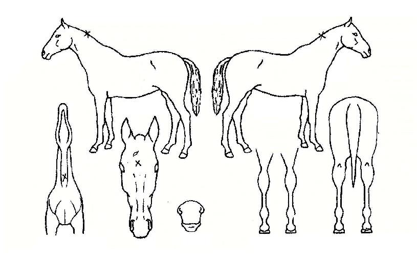 �̽��ͺ�ī�� ����,���,�޸�,�λ�,�ٸ��� Ư¡����