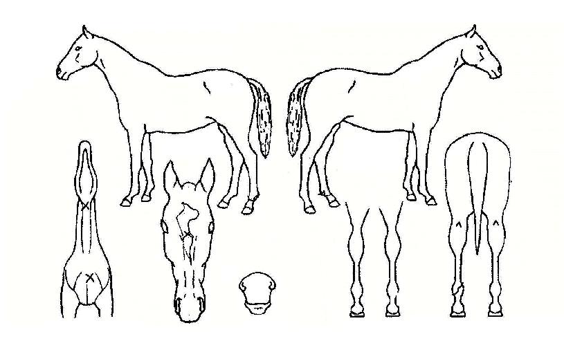 ������ ����,���,�޸�,�λ�,�ٸ��� Ư¡����