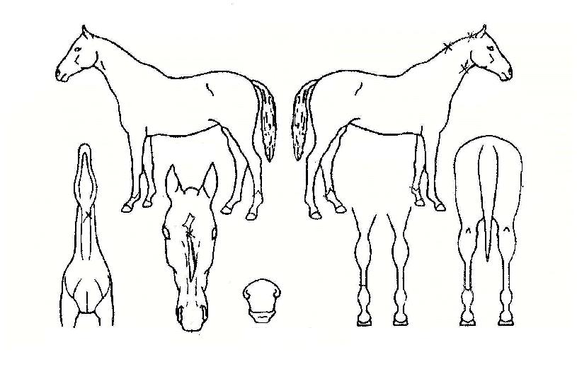 ÇʼұÂÀÇ Ãø¸é,¿ì¸é,µÞ¸é,µÎ»ó,´Ù¸®ÀÇ Æ¯Â¡µµÇØ