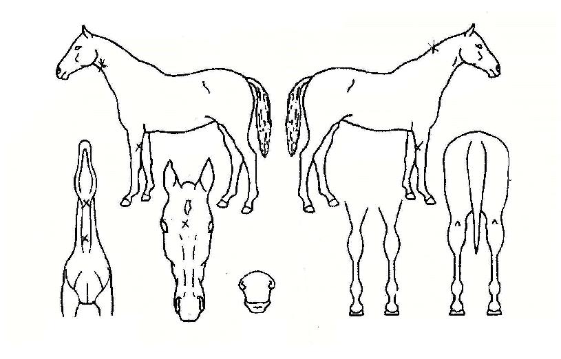 ¿ø´õÇ®³²ÇØÀÇ Ãø¸é,¿ì¸é,µÞ¸é,µÎ»ó,´Ù¸®ÀÇ Æ¯Â¡µµÇØ