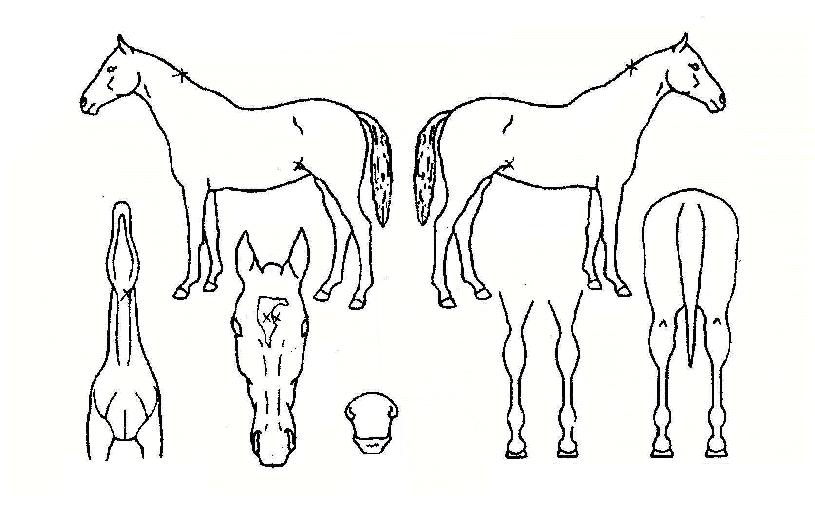 »÷µåÁ¦¿ÕÀÇ Ãø¸é,¿ì¸é,µÞ¸é,µÎ»ó,´Ù¸®ÀÇ Æ¯Â¡µµÇØ