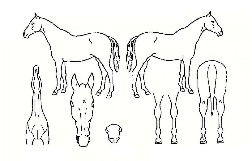 �ݺ��Ѿ��� ����,���,�޸�,�λ�,�ٸ��� Ư¡����