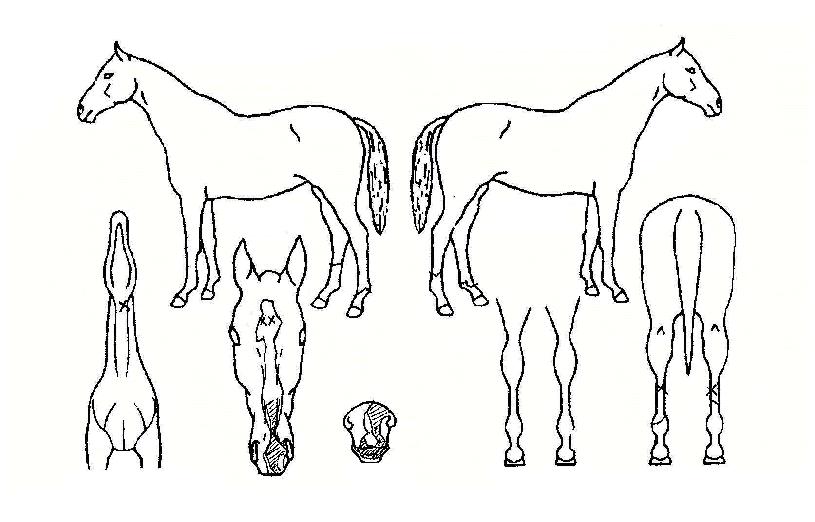 ������Ʈ������ ����,���,�޸�,�λ�,�ٸ��� Ư¡����