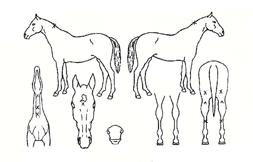 ���̿��������� ����,���,�޸�,�λ�,�ٸ��� Ư¡����