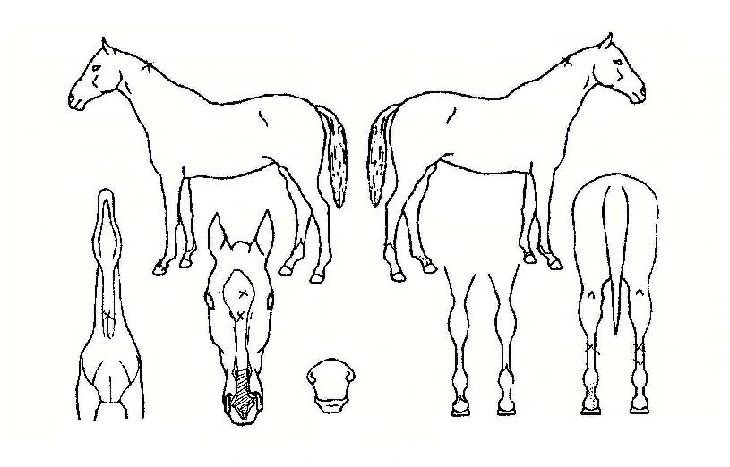 ÃÖÁ¾º´±âÀÇ Ãø¸é,¿ì¸é,µÞ¸é,µÎ»ó,´Ù¸®ÀÇ Æ¯Â¡µµÇØ