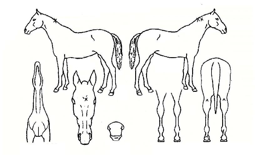 ��ȷ��� ����,���,�޸�,�λ�,�ٸ��� Ư¡����