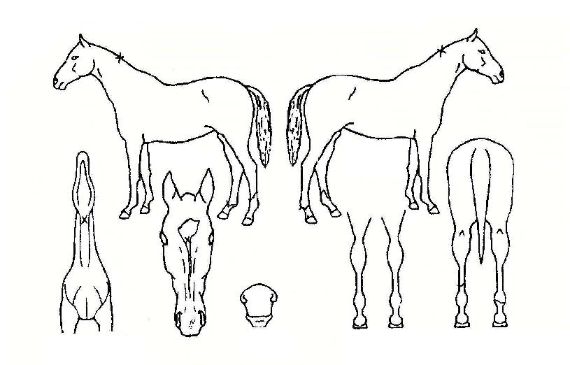 ��Ÿ������ ����,���,�޸�,�λ�,�ٸ��� Ư¡����