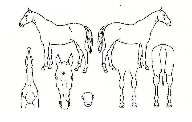 ¸¸ÃßÀÇ Ãø¸é,¿ì¸é,µÞ¸é,µÎ»ó,´Ù¸®ÀÇ Æ¯Â¡µµÇØ