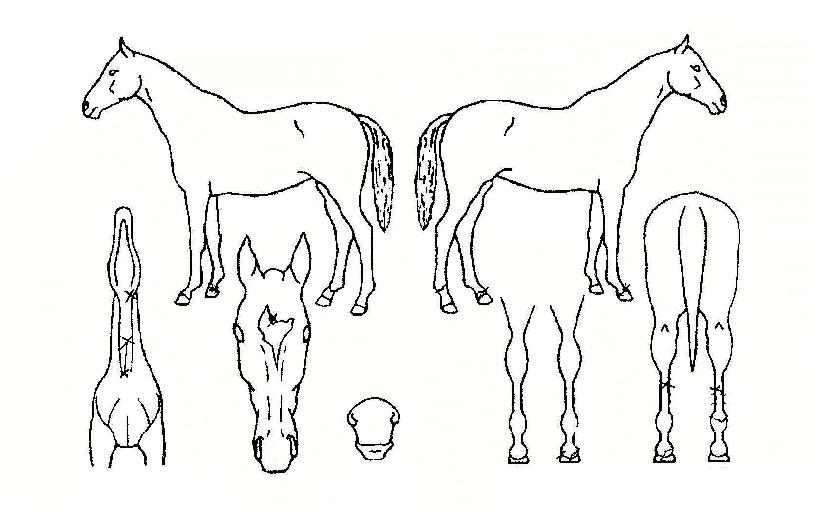 ´ÜÅ×½ººäÀÇ Ãø¸é,¿ì¸é,µÞ¸é,µÎ»ó,´Ù¸®ÀÇ Æ¯Â¡µµÇØ