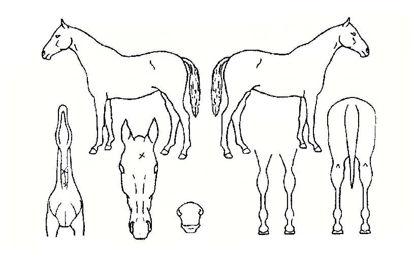 ¾Æ¿ö³ë´øº§ÀÚ¸¶ÀÇ Ãø¸é,¿ì¸é,µÞ¸é,µÎ»ó,´Ù¸®ÀÇ Æ¯Â¡µµÇØ