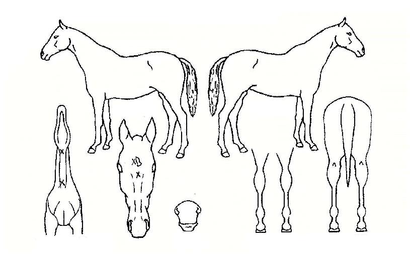 ¿ùÃÌ´ë»çÀÇ Ãø¸é,¿ì¸é,µÞ¸é,µÎ»ó,´Ù¸®ÀÇ Æ¯Â¡µµÇØ