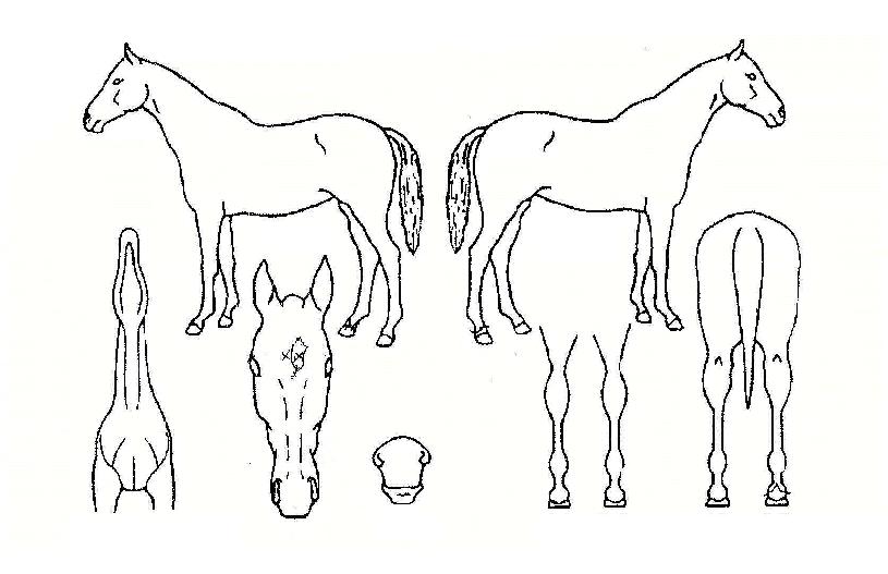 �����̼��� ����,���,�޸�,�λ�,�ٸ��� Ư¡����