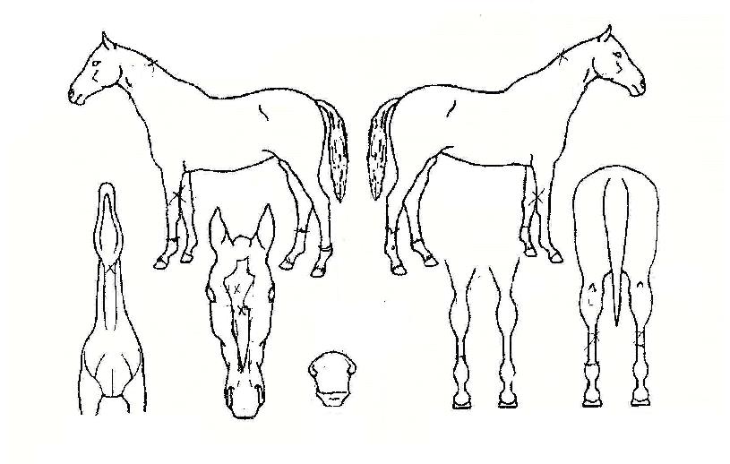 ���ϰ��� ����,���,�޸�,�λ�,�ٸ��� Ư¡����