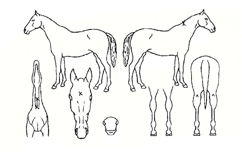 �����ڸ��� ����,���,�޸�,�λ�,�ٸ��� Ư¡����