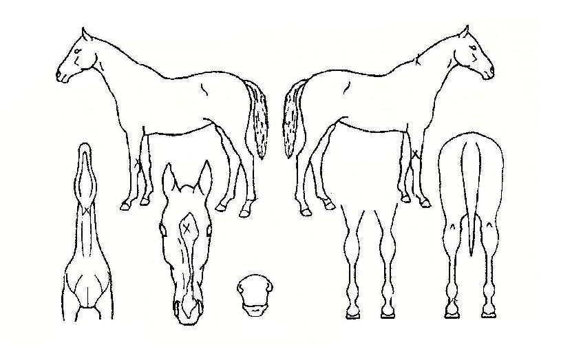 ������ȿ�� ����,���,�޸�,�λ�,�ٸ��� Ư¡����