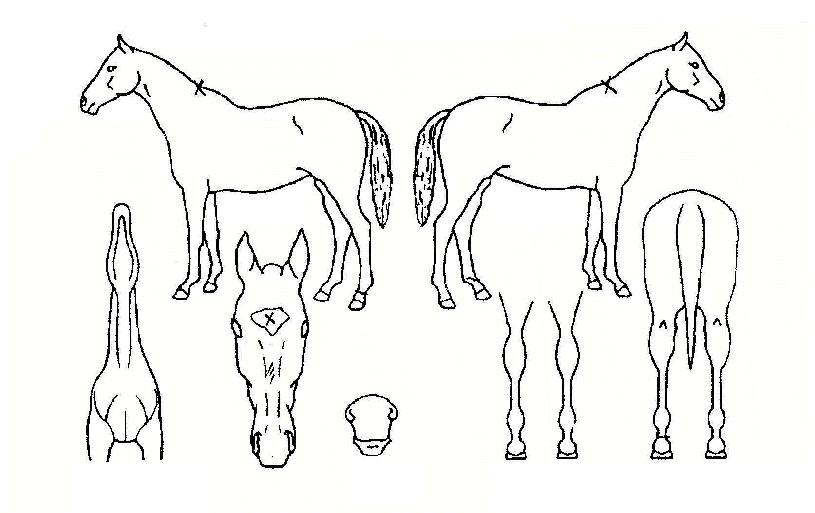 ÇÁ·ÎºòÅÍÀÇ Ãø¸é,¿ì¸é,µÞ¸é,µÎ»ó,´Ù¸®ÀÇ Æ¯Â¡µµÇØ