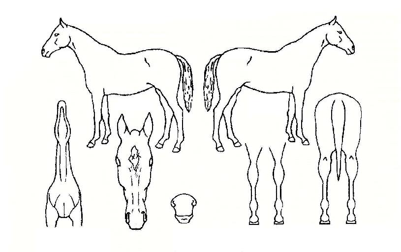 À¯´ÏÄÜÀÇ Ãø¸é,¿ì¸é,µÞ¸é,µÎ»ó,´Ù¸®ÀÇ Æ¯Â¡µµÇØ