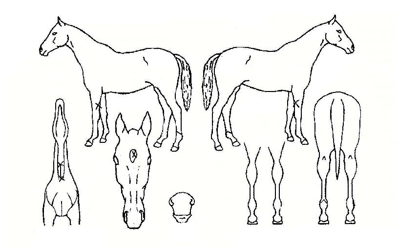 ·Î¿¾×ƼºêÀÇ Ãø¸é,¿ì¸é,µÞ¸é,µÎ»ó,´Ù¸®ÀÇ Æ¯Â¡µµÇØ