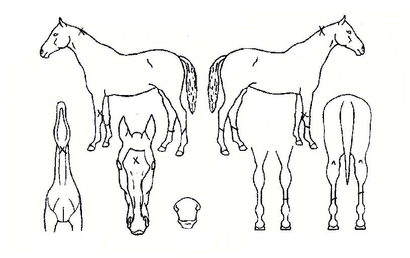 ¹øÇǴнºÀÇ Ãø¸é,¿ì¸é,µÞ¸é,µÎ»ó,´Ù¸®ÀÇ Æ¯Â¡µµÇØ