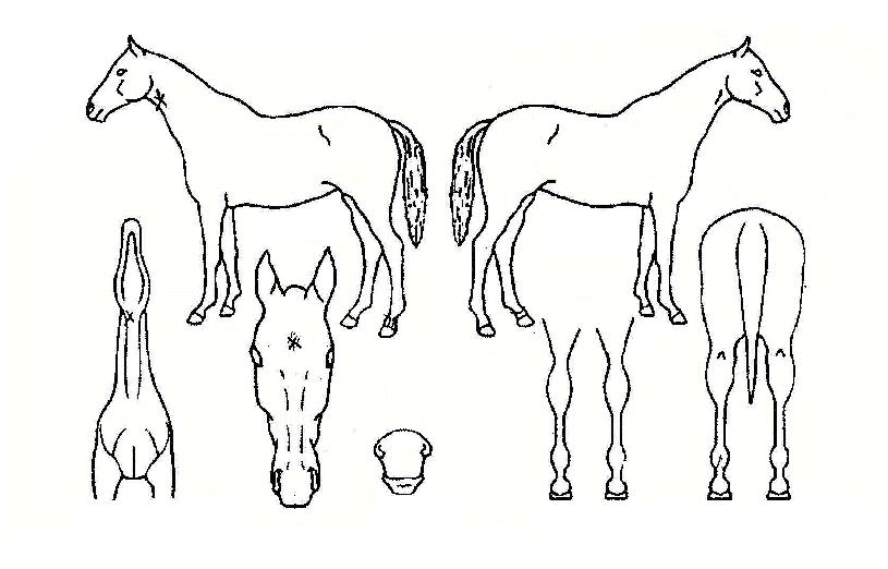 ���ڰ���ڸ��� ����,���,�޸�,�λ�,�ٸ��� Ư¡����