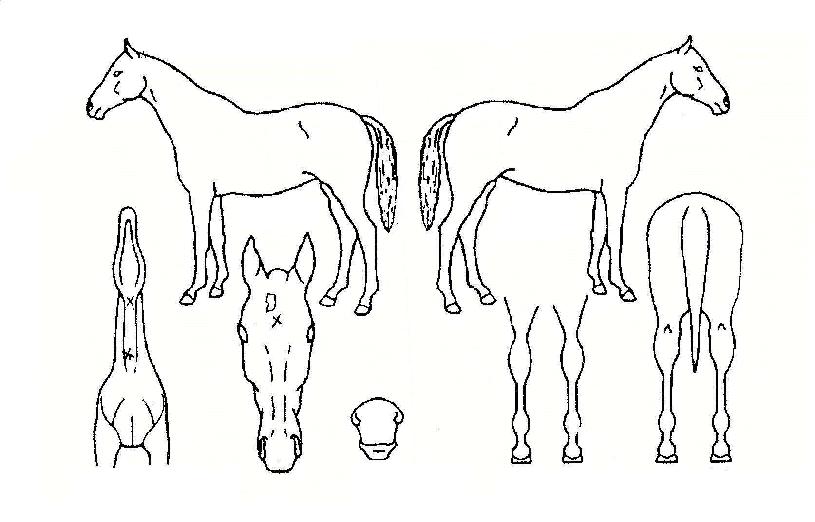 õÇÏ´ëÀ屺ÀÇ Ãø¸é,¿ì¸é,µÞ¸é,µÎ»ó,´Ù¸®ÀÇ Æ¯Â¡µµÇØ