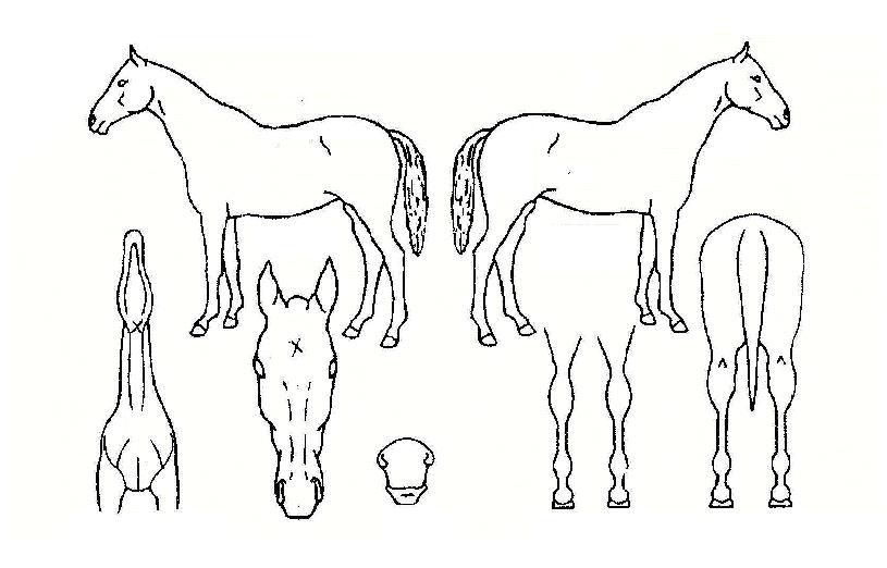 ¸®¾óº¼Æ÷´ÏÀÇ Ãø¸é,¿ì¸é,µÞ¸é,µÎ»ó,´Ù¸®ÀÇ Æ¯Â¡µµÇØ