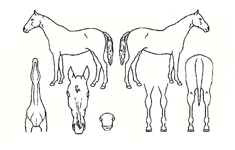 ¿©¿Õ²ÉÀÇ Ãø¸é,¿ì¸é,µÞ¸é,µÎ»ó,´Ù¸®ÀÇ Æ¯Â¡µµÇØ