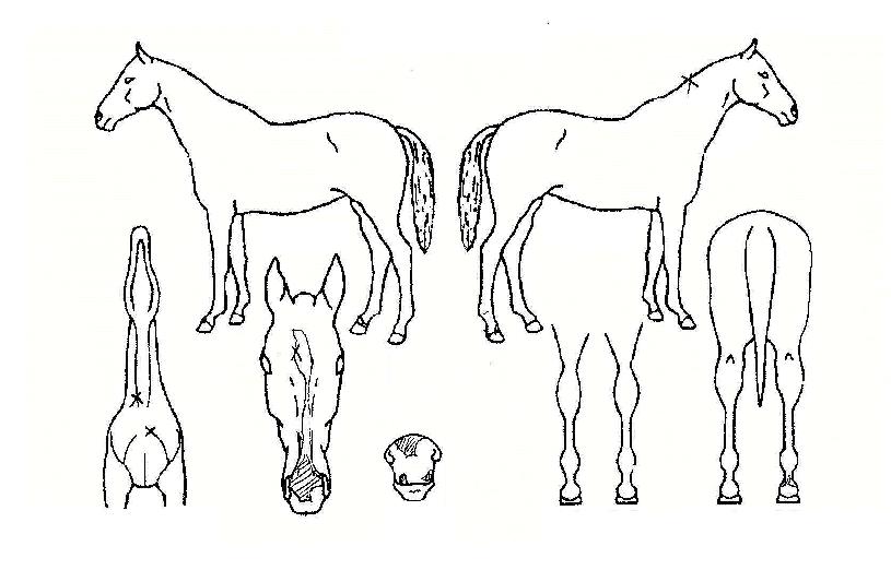 �ְ������ ����,���,�޸�,�λ�,�ٸ��� Ư¡����