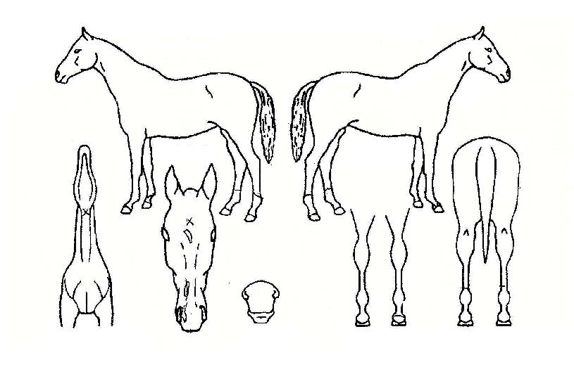 �����ϸ��� ����,���,�޸�,�λ�,�ٸ��� Ư¡����