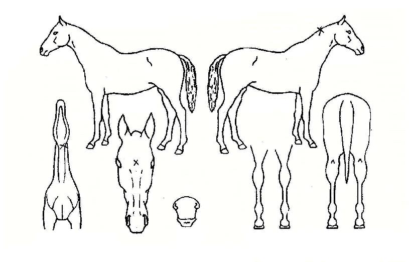 ±Â°ÉÀÇ Ãø¸é,¿ì¸é,µÞ¸é,µÎ»ó,´Ù¸®ÀÇ Æ¯Â¡µµÇØ