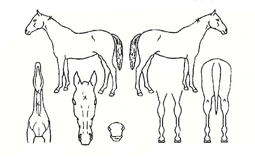 �۽�Ʈ���̵��� ����,���,�޸�,�λ�,�ٸ��� Ư¡����