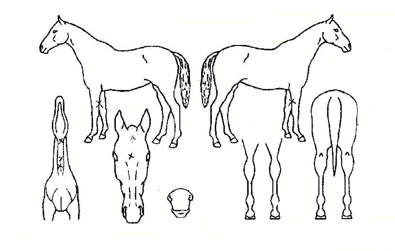 ¿ÍÀϵåÀ§³ÊÀÇ Ãø¸é,¿ì¸é,µÞ¸é,µÎ»ó,´Ù¸®ÀÇ Æ¯Â¡µµÇØ