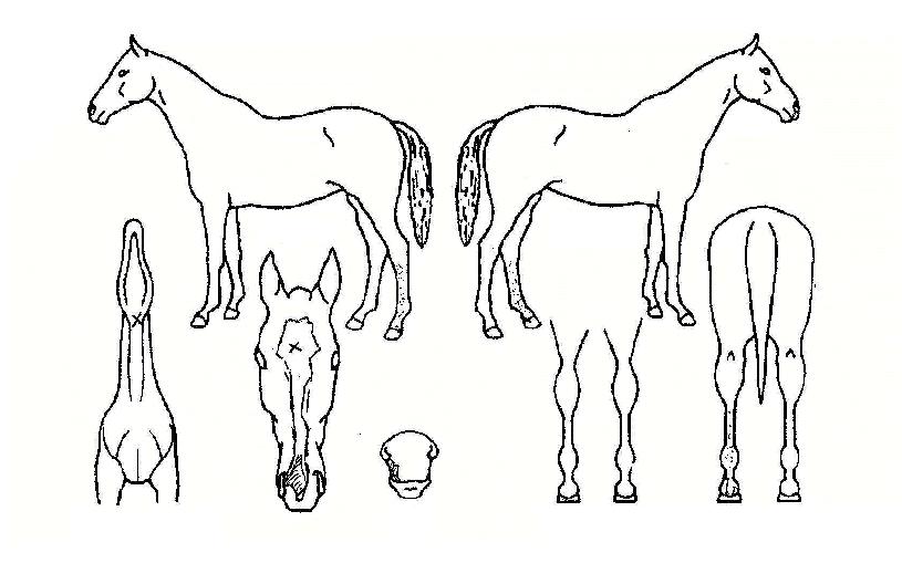 ºò¼®¼¼½ºÀÇ Ãø¸é,¿ì¸é,µÞ¸é,µÎ»ó,´Ù¸®ÀÇ Æ¯Â¡µµÇØ