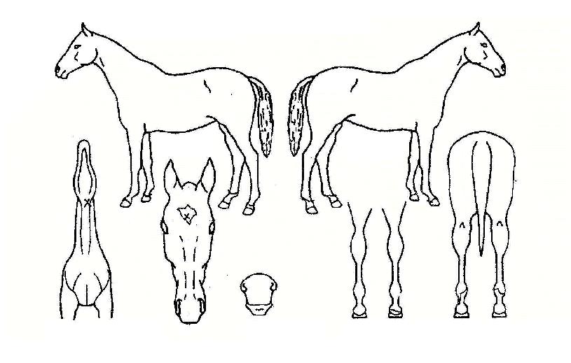 ���ۿ���Ʈ�� ����,���,�޸�,�λ�,�ٸ��� Ư¡����