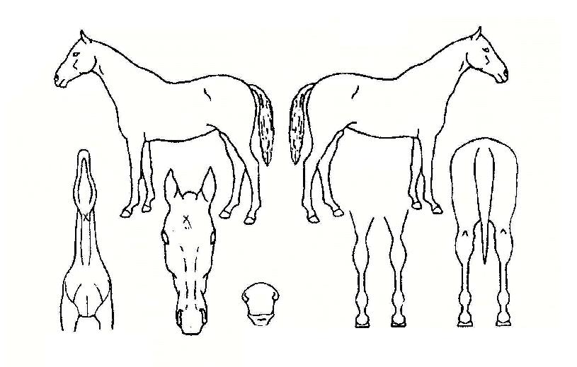 ���ǰ���� ����,���,�޸�,�λ�,�ٸ��� Ư¡����