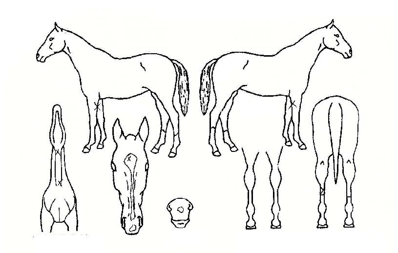 ¹Ù´Ùµ¹Ç³ÀÇ Ãø¸é,¿ì¸é,µÞ¸é,µÎ»ó,´Ù¸®ÀÇ Æ¯Â¡µµÇØ