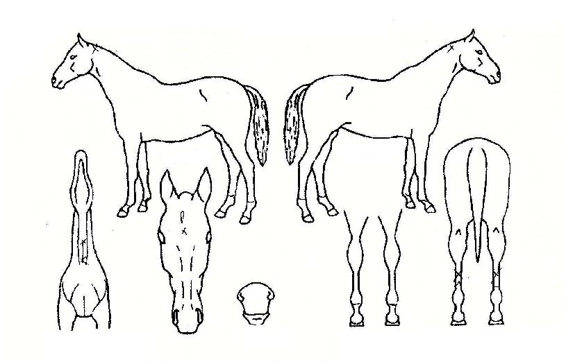 ���������� ����,���,�޸�,�λ�,�ٸ��� Ư¡����