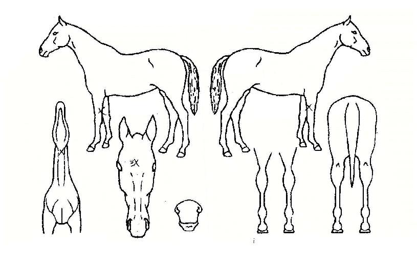 �̶��� ����,���,�޸�,�λ�,�ٸ��� Ư¡����