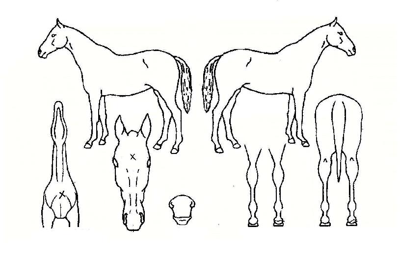 ·¹À̽ºÅ·ÀÇ Ãø¸é,¿ì¸é,µÞ¸é,µÎ»ó,´Ù¸®ÀÇ Æ¯Â¡µµÇØ