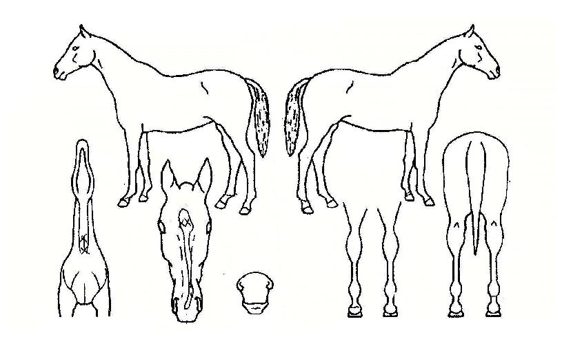 �׷���Ư���� ����,���,�޸�,�λ�,�ٸ��� Ư¡����