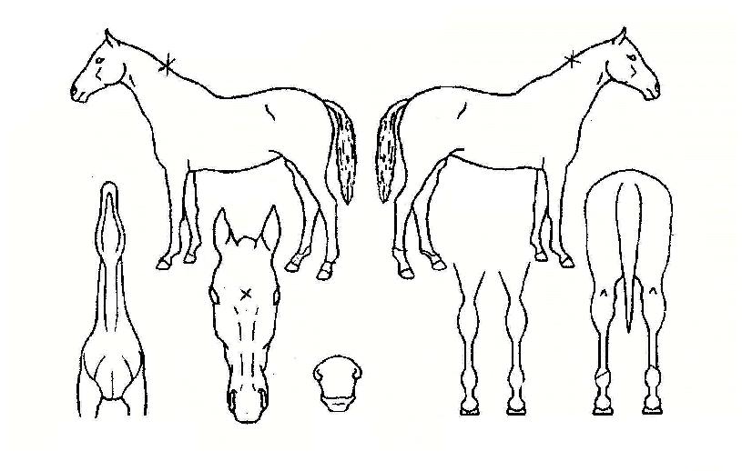 °úõµ¹Ç³ÀÇ Ãø¸é,¿ì¸é,µÞ¸é,µÎ»ó,´Ù¸®ÀÇ Æ¯Â¡µµÇØ